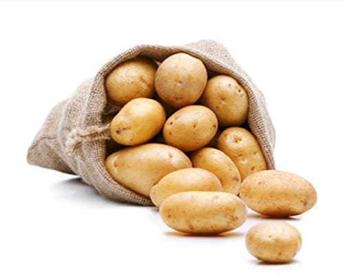 FRUCHTVERSAND24® Speisekartoffeln Afra 12,5kg | feiner mehliger Geschmack | gelbfleischig | für Back- Ofenkartoffeln, Klöße & Knödel, Pommes, Püree, Salzkartoffeln, Suppe | sehr lagerfähig