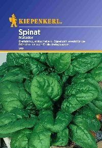 Spinatsamen - Spinat Matador von Kiepenkerl
