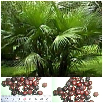 Palmetto Palme - 10 Samen - Sabal palmetto