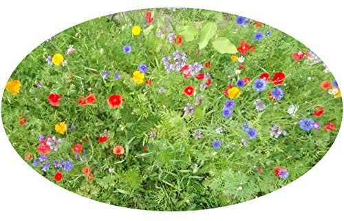 8m² Blumenmischung Schmetterlingswiese (Wildblumenmischung ohne Gras) Blumensamen Blumenwiese