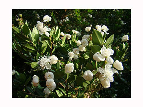 Evergreen Summer Flowering Wild Fruit Chilean Myrtle LUMA APICULATA - 10-15cm Tall Starter Plant in a 7cm Pot