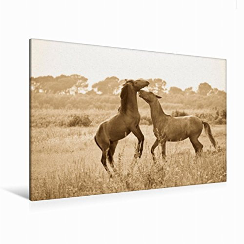 Premium Textil-Leinwand 120 x 80 cm Quer-Format Tanz der wilden Pferde in der Camargue | Wandbild, HD-Bild auf Keilrahmen, Fertigbild auf hochwertigem Vlies, Leinwanddruck von Meike Bölts