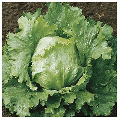 PREMIER SEEDS DIRECT - Lettuce - CRISPHEAD - WEBBS Wonderful - 3 GRAM Seeds ~ 3000 Seeds