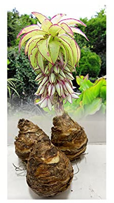 GARTHWAITE NURSERIES® : - UK Stockist : - 3 Eucomis Bicolor (Pineapple Lily) Bulbs Size 14/16 Fragrant Tropical Summer Flowering Perennial Unusual