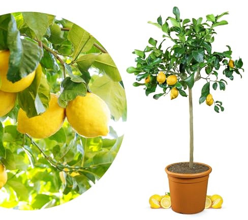 Meine Orangerie Zitronenbaum Grande - echter Citrusbaum - veredelte Zitrone im 12 Liter Topf - Citrus Limon - Lemon Tree - Fruchtreife Zitronen Pflanze in Gärtnerqualität