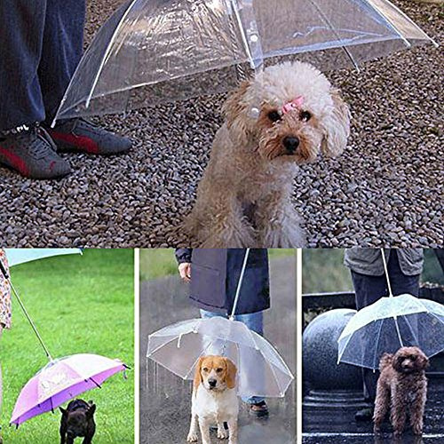 Durchsichtiger, wasserdichter Regenschirm für Hunde von Molie - halten Sie Ihren Hund in den Regentagen gemütlich und trocken