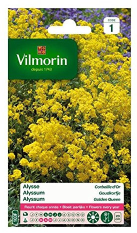 Alysse Corbeille d'Or