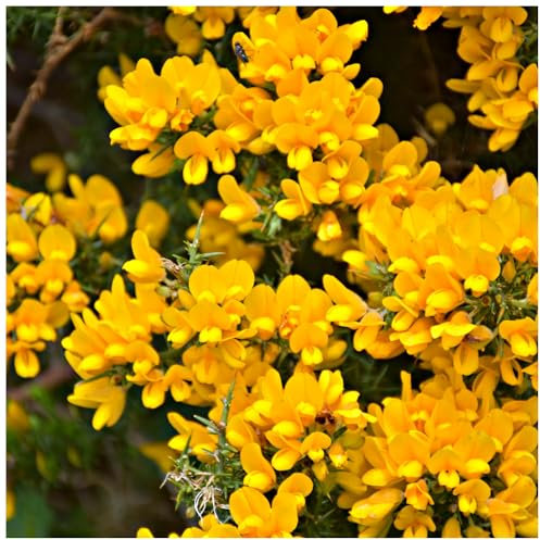 1 Gorse Hedging Bush, Prickly Furze Plant, Fragrant Yellow Whin Hedge, Evergreen 3fatpigs®