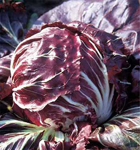 PREMIER SEEDS DIRECT - Chicory - RED Ball AVERTO (MED to Late) - 7 GRAM Approx 3200 Seeds