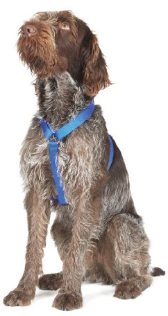 Ancol Nylon Dog Harness Blue Reflective Lightweight Comfortable Adjustable Straps Chest Support Pet Puppy Walking Accessory - 37 - 58 cm - Small