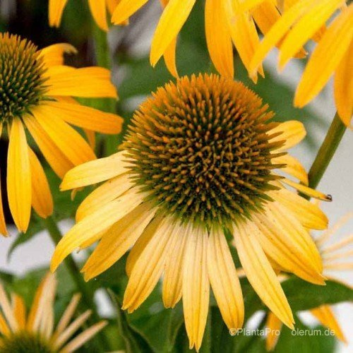 Echinacea 'Harvest Moon®' im Topf – Winterhart, Mehrjährig, Pflegeleicht – Sonnenhut – Staude für Beet & Garten