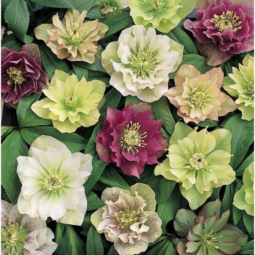 Helleborus 'Double Queen mixed' hellebore x 3 large plugs plants
