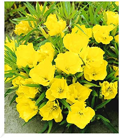 BALDUR Garten Nachtkerze, 3 Pflanzen Oenothera macrocarpa winterhart Blütenstaude, winterharte Staude, trockenresistent, mehrjährig, bienenfreundlich und schmetterlingsfreundlich, blühend