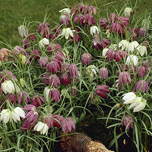 YouGarden Snakeshead Fritillary Bulbs, Pack of 25 Fritillaria Meleagris Bulbs, Purple to White Border or Pot Flowers in Spring, Ready to Plant