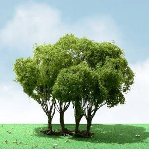 Pro-Elite Tree, Liguster, 12,7 cm