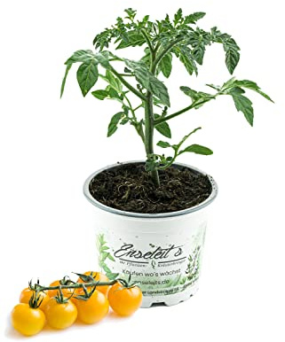 Gelbe Cocktailtomate Kirschtomate,Cherrytomate,frische Tomaten Pflanzen,Tomatenpflanzen,F1 Sorte