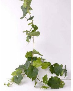 Künstliche Traubenblatt Girlande UV-sicher, 54 Blätter, ca. 186cm | Künstlicher Traubenzweig, Dekozweig mit Traubenblättern