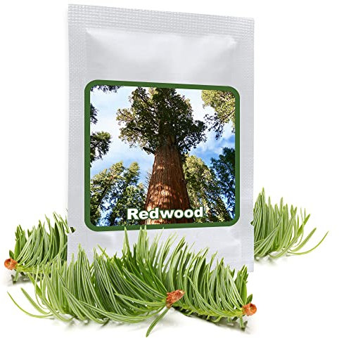 Mammutbaum Riesenmammutbaum 25 Samen - Redwood - Winterhart