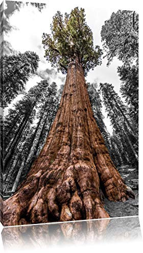 Pixxprint Wald Riesenbaum Regenwald Nebel B&W, Größe: 100x70cm, Leinwandbild, fertig gespannt, Wandbild, Dekoration, Kunstdruck, kein Poster