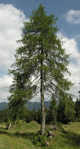 Baum des Jahres 2012 - Europäische Lärche im 10er Bündel Größe 80 bis 100 cm