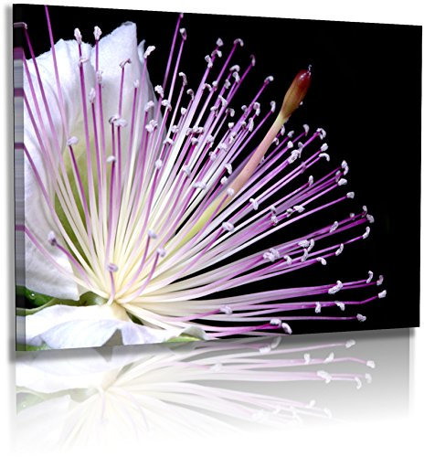 Premium - Acrylglas - Blumenbild - Naturbilder - Blumenfotos - Ästhetik - Wandbilder XXL - Blume - Bild -Passionsfrucht - Blüte - Knospe - Exotische Blumen - Acrylglasbild - Glasbild (120 cm x 80 cm)