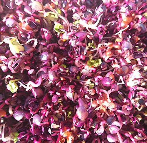 BIO Keimsprossen Radies Rambo purpurviolett 100 g Samen für die Sprossenzucht Saatgut Mikrogrün