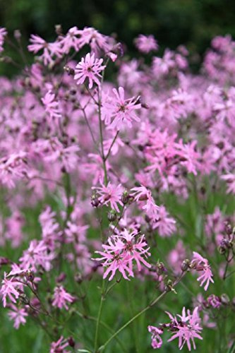4er-Set im Gratis-Pflanzkorb - Lychnis flos-cuculi - Kuckuckslichtnelke - Kuckucksblume, rosa - Wasserpflanzen Wolff