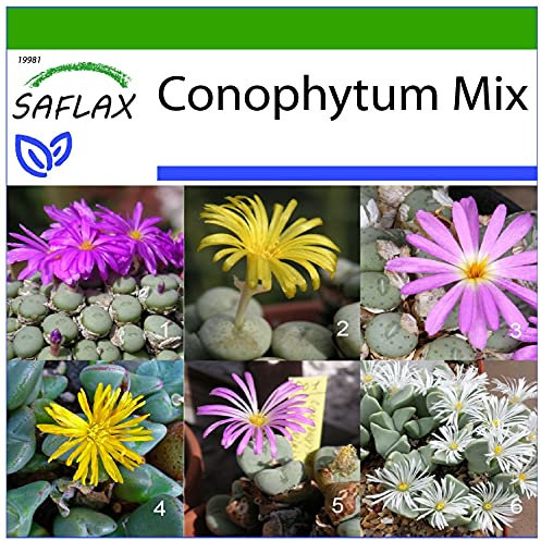 SAFLAX - Sukkulenten - Blühende Steine/Conophytum Mix - 40 Samen - Mit keimfreiem Anzuchtsubstrat - Conophytum Mix