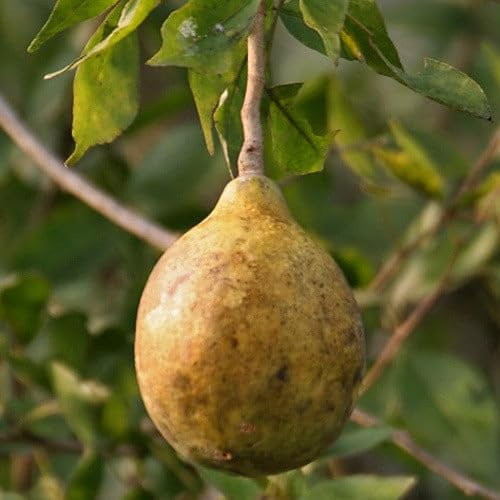 Plant World Seeds - Aegle Marmelos Seeds (Tropical and Conservatory Seeds)