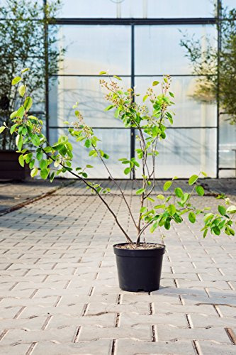 Amelanchier ovalis 40–60 cm – Winterhart, Mehrjährig, Pflegeleicht – Echte Felsenbirne – Heckenpflanze für Garten & Sichtschutz