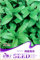 50 semillas/bolsa Mentha arvensis semillas de menta semillas de vainilla menta menta verde agua silvestres empaque original