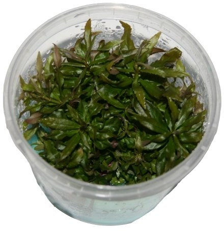 3 Dosen Pogostemon stellatus in vitro, Wasserstern, Wasserpflanzen steril angezogen