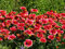 Rote Kokardenblume 30 Samen - Gaillardia 'Burgunder'