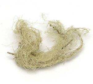 USNEA LICHEN WHOLE WC 4 OZ