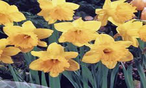 DAFFODIL, BULB (20 PACK) DUTCH MASTER, YELLOW PERENNIAL DAFFODIL BULBS, YELLOW FLOWERS