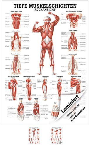 Sport-Tec Tiefe Muskelschichten-Rücken Mini-Poster Anatomie 34x24 cm med. Lehrmittel