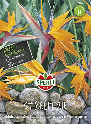Sperli-Samen Paradiesvogelblume (Strelitzia reginae)