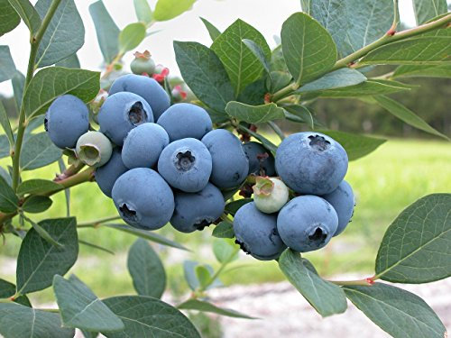 Grow Your Secret Garden Blueberry 15 Seeds, Vaccinium