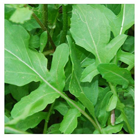 PREMIER SEEDS DIRECT - Rocket - Salad - Cultivated - 8 gm ~ 4000 Seeds (Organic)