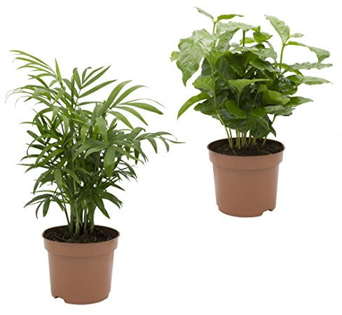 Dominik Blumen und Pflanzen, Kaffee mit Zimmerpalmen-Duo