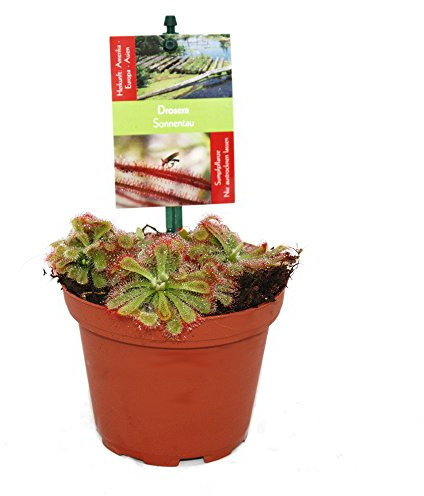 Pianta carnivora Drosera aliciae (Sundew), in vaso da 9 cm (etichetta in lingua italiana non garantita)