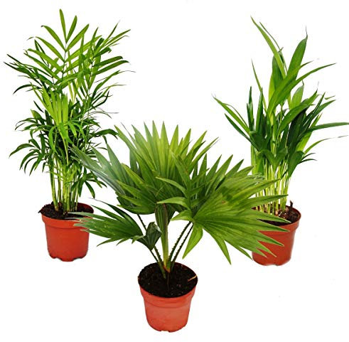 Exotenherz Zimmerpalmen - 3er Set - Bergpalme (Chamaedorea) - Fächerpalme (Livistona) - Areca (Goldfruch-Palme)