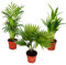 Room palms - Set of 3 - Mountain palm (Chamaedorea) - Fan palm (Livistona) - Areca (Gold fruit palm)