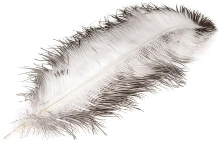 NaDeco Straußenfeder in Natur-Weiß Größe ca. 30-60cm | echte Straußen-Feder | Feder vom Strauß | Massagefeder | Schmuckfeder | Hutfeder | Kostümfeder | Naturfeder | Bastelfeder | Deko-Feder