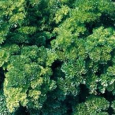 1000 graines de persil de pétroselinum crispum nain extra frisé