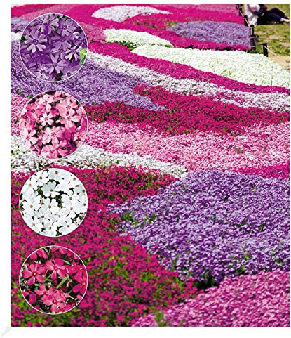 BALDUR Garten Winterharter Bodendecker Phlox-Mix Flowers of the Sea, 4 Pflanzen, Polsterphlox Polster-Flammenblume Polsterstauden Teppichphlox Moosphlox mehrjährig, Phlox subulata, trockenresistent