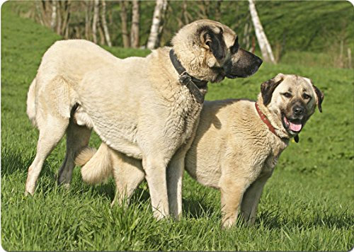 Nanyuk +++ Sivas Kangal - SCHNEIDEBRETT Dekoteller Glasbrett Dekoglas - SVK 06