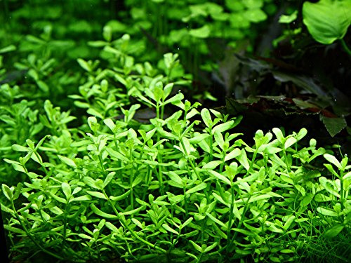 Tropica Aquarium Pflanze Bacopa 'Compact Nr.044A Wasserpflanzen Aquariumpflanzen
