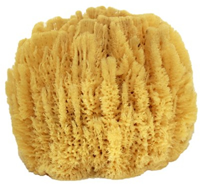 US Shell, 1 Piece, Sea Sponge, 7 to 8 inches