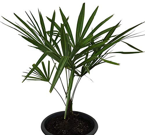 Winterharte Hanfpalme (Trachycarpus fortunei) 500 Samen ***Bis -20 Crad Frosthart***